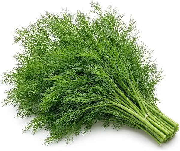 سعر ومواصفات Valley Greens - Dill 100g (B0HMNHPMTZ) على Amazon EG