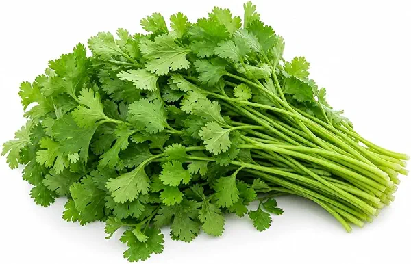 سعر ومواصفات Valley Greens - Green Coriander 100g (B0HMNRTR14) على Amazon EG