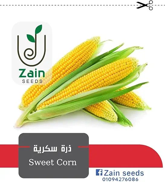 سعر ومواصفات بذور ذرة مسكرة غير معدله وراثيا من زين سيدز - 20 قطعة (B0B48HH4H4) على Amazon EG